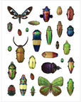 Christopher Marley's Incredible Insects Sticker Book